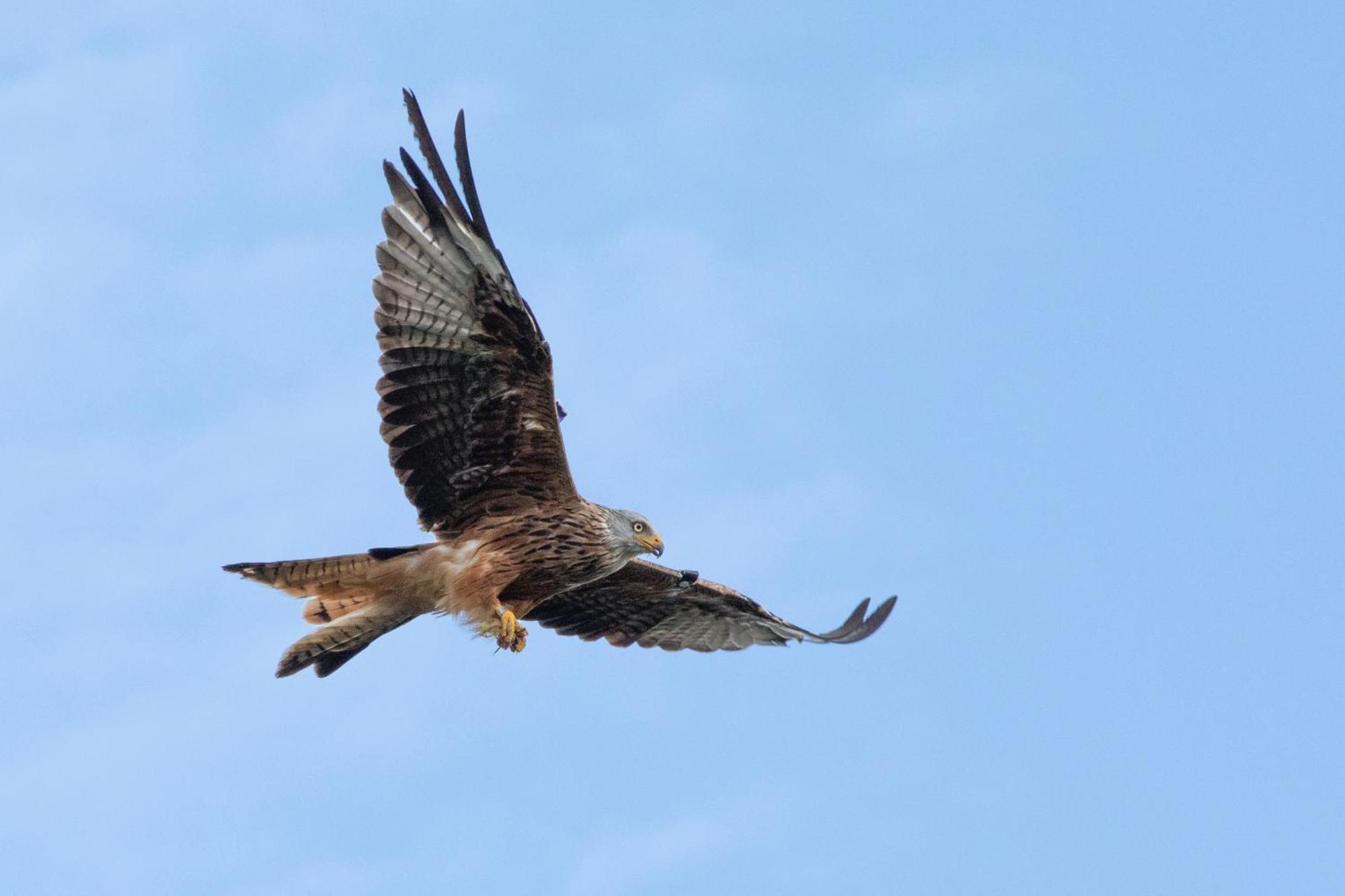 Little Kestrel Cabin Pennal المظهر الخارجي الصورة